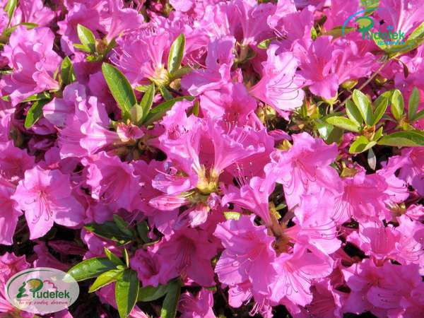 Azalia japońska Blue Danube